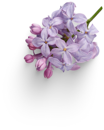 Fleur de lilas